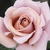 Barna - Virágágyi floribunda rózsa - Koko Loco